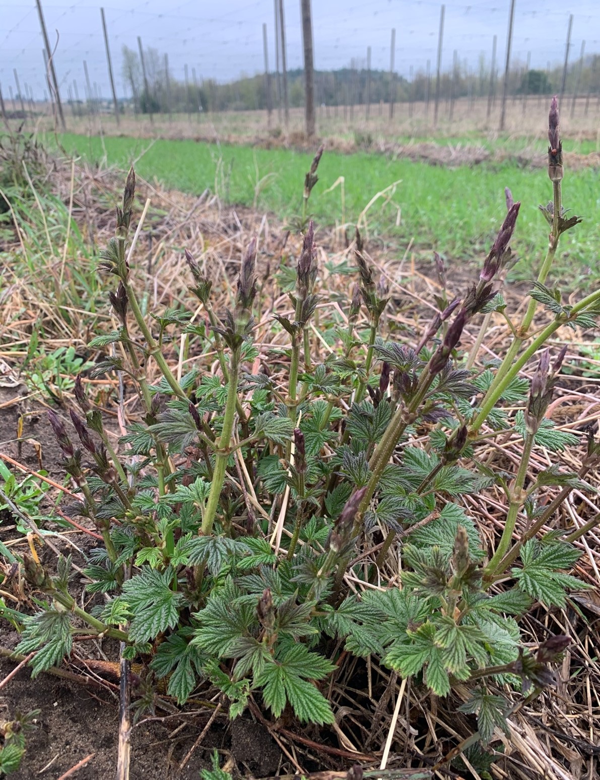 Triumph hops.